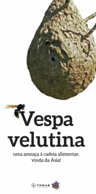 Vespa Velutina - Informa&ccedil;&otilde;es